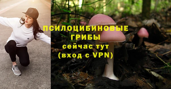 гашик Алексин